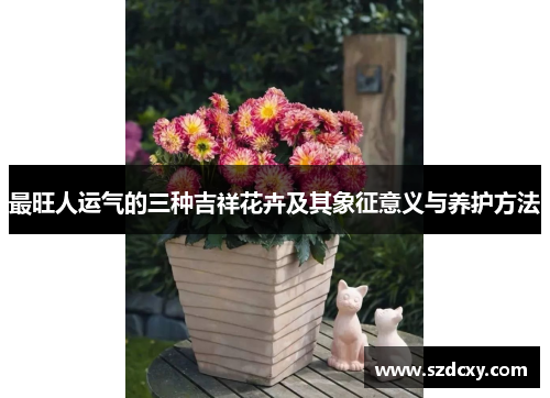 最旺人运气的三种吉祥花卉及其象征意义与养护方法 最旺人运气的三种吉祥花卉及其象征意义与养护方法